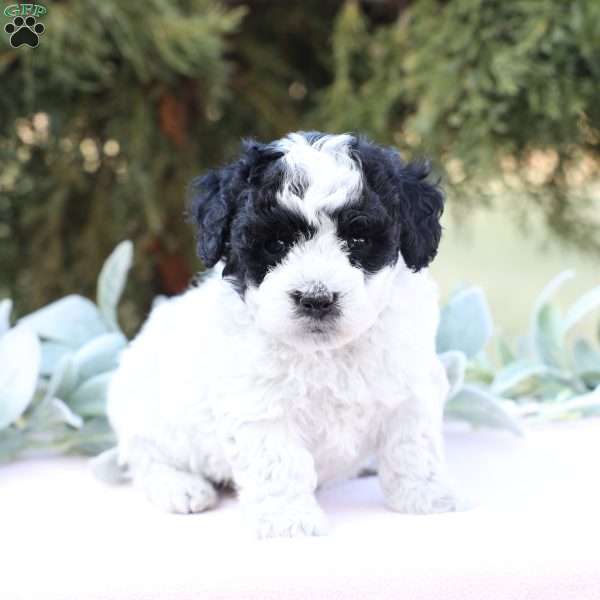 Josie, Bich-Poo Puppy